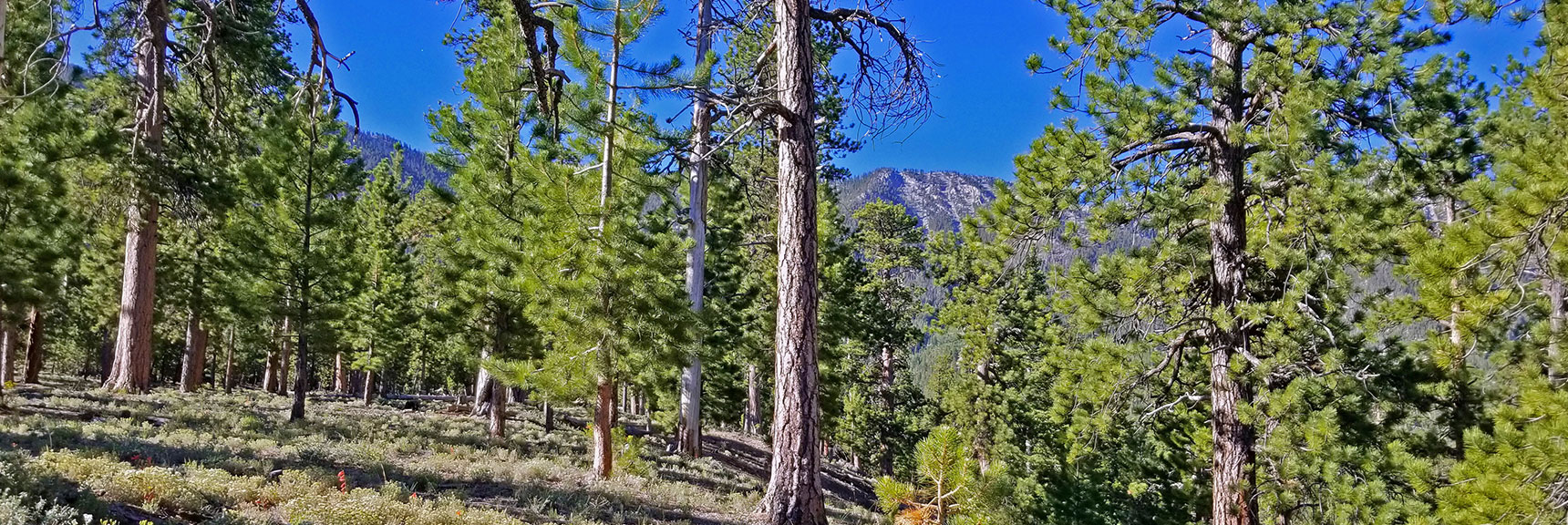 Open Forest at Top of Rise. Easy Going. | Lee to Kyle Canyon | Gradual Mid Ridge Approach | Mt. Charleston Wilderness | Spring Mountains, Nevada