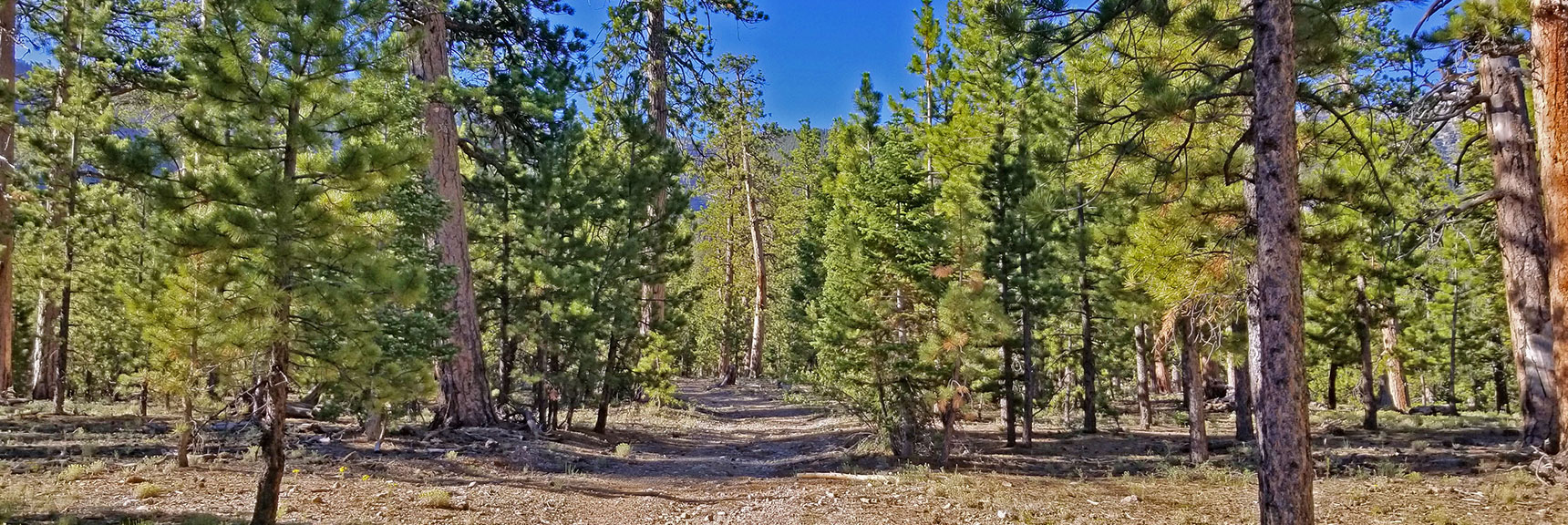 Old Rarely Used Road at Top of Rise Guides First 1/2th Mile | Lee to Kyle Canyon | Gradual Mid Ridge Approach | Mt. Charleston Wilderness | Spring Mountains, Nevada