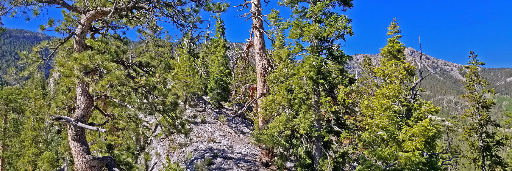 Arrival on Center of Ridge. Left (East) Side is Sheer Cliff | Lee to Kyle Canyon | Gradual Mid Ridge Approach | Mt. Charleston Wilderness | Spring Mountains, Nevada