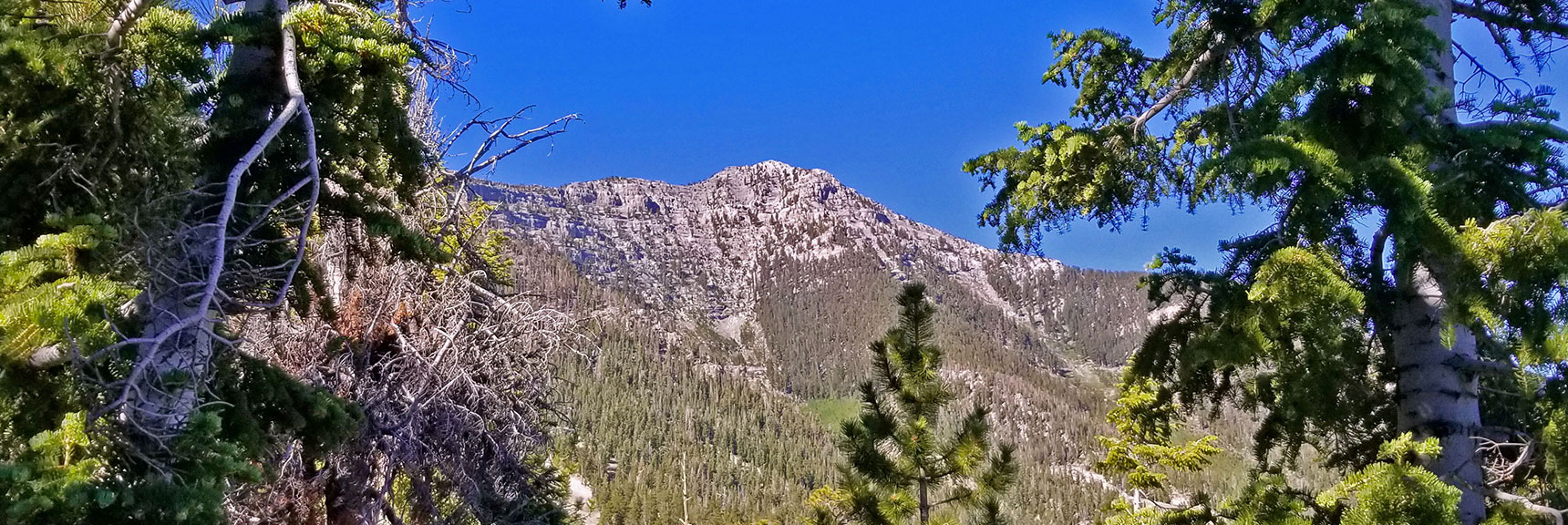 Lee Peak Viewed Through the Trees | Lee to Kyle Canyon | Gradual Mid Ridge Approach | Mt. Charleston Wilderness | Spring Mountains, Nevada
