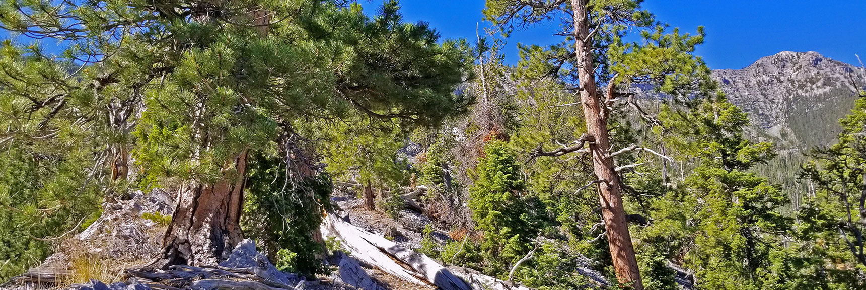 Initial Stretch Along Ridgetop is Effortless, Spectacular Views | Lee to Kyle Canyon | Gradual Mid Ridge Approach | Mt. Charleston Wilderness | Spring Mountains, Nevada