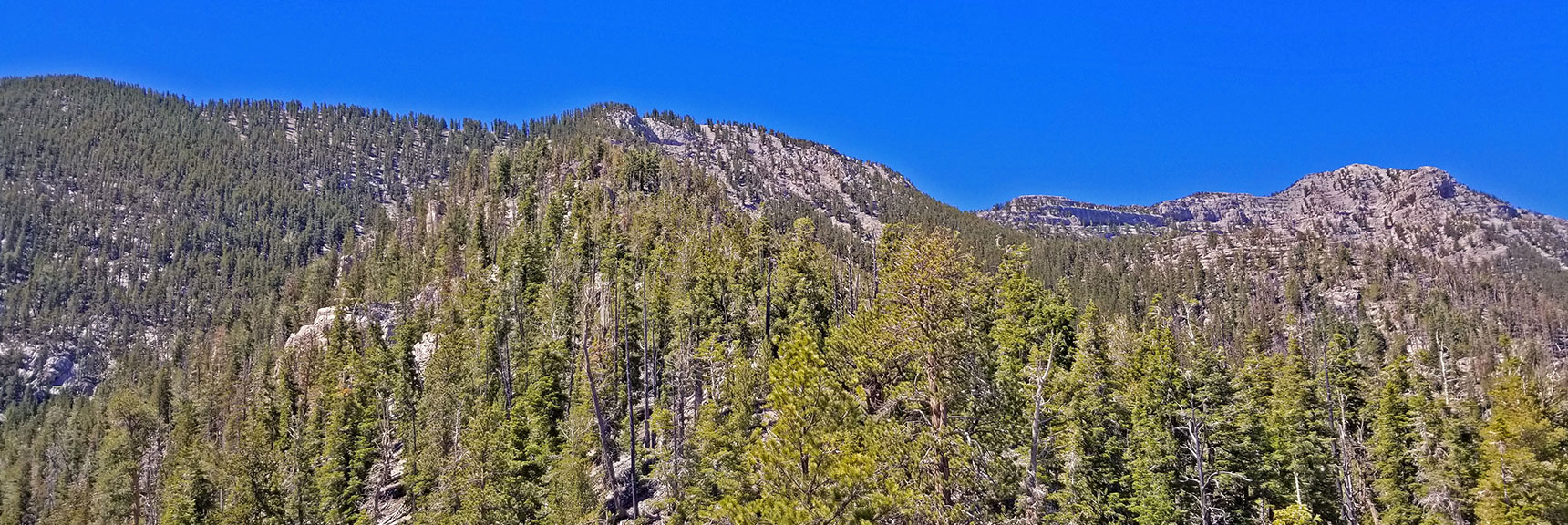 View Straight Up Mid Ridge to Summit Plateau (Center). Will Summit of Left Side. | Lee to Kyle Canyon | Gradual Mid Ridge Approach | Mt. Charleston Wilderness | Spring Mountains, Nevada