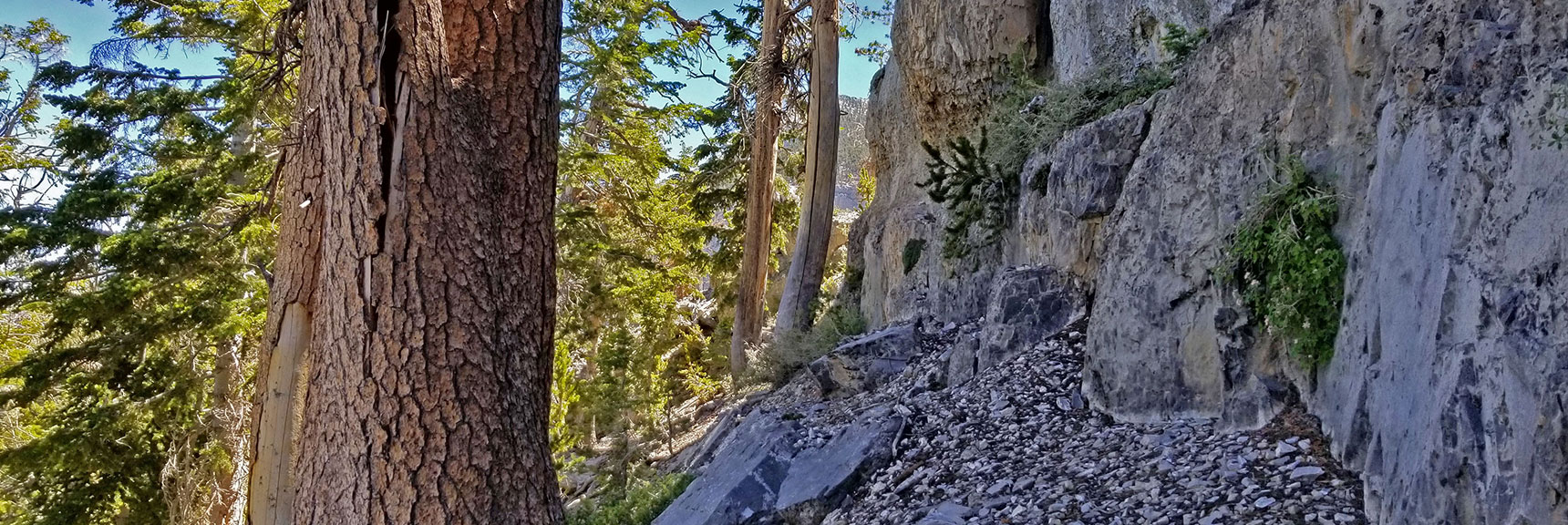 Narrow Passage at Base of Cliff is Adequate Once You Get Used to it.. Avalanche Slope Below. | Lee to Kyle Canyon | Gradual Mid Ridge Approach | Mt. Charleston Wilderness | Spring Mountains, Nevada