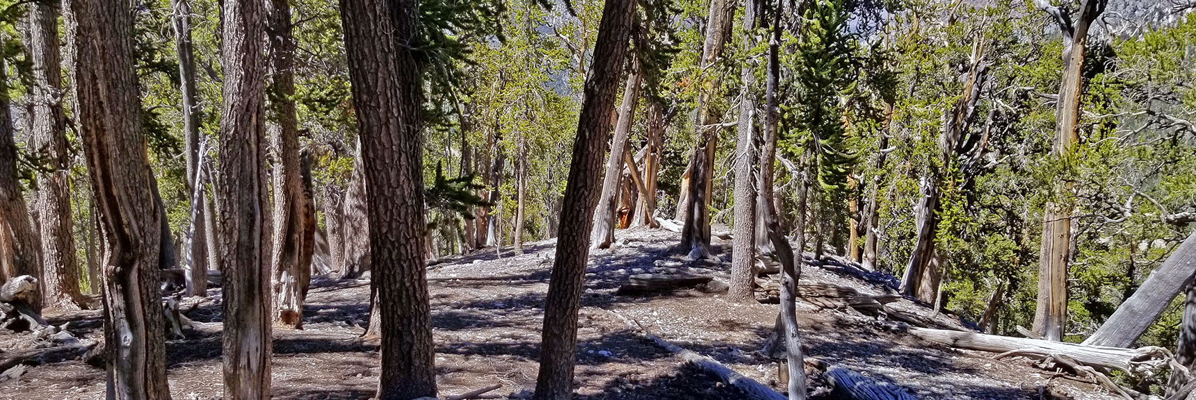 Back at the Wide Open Stretch Before the Gully Passage. Watching for My Cairn Markers | Lee to Kyle Canyon | Gradual Mid Ridge Approach | Mt. Charleston Wilderness | Spring Mountains, Nevada
