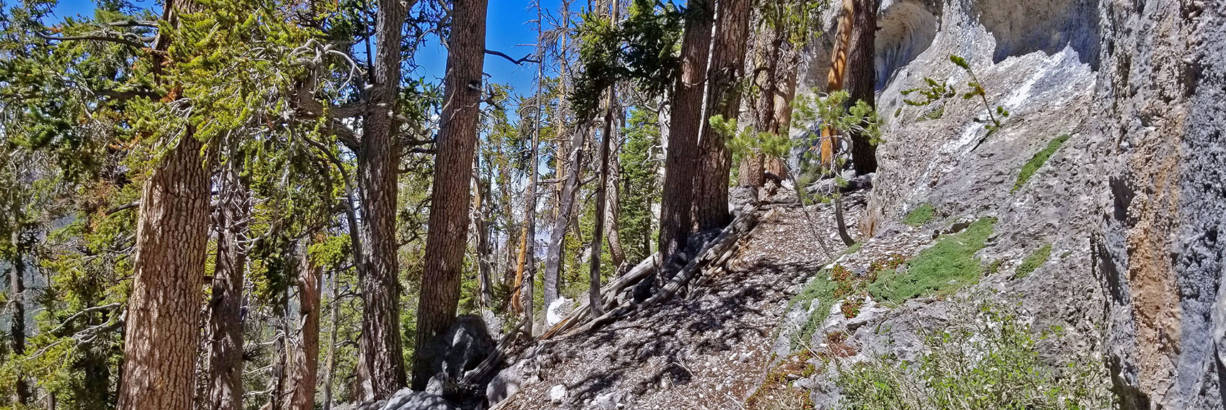 Skirting the Base of the Long Ridge Cliff | Lee to Kyle Canyon | Gradual Mid Ridge Approach | Mt. Charleston Wilderness | Spring Mountains, Nevada