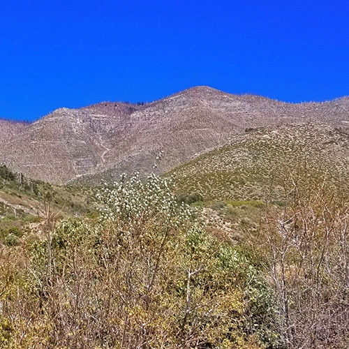 Harris Mountain from Lovell Canyon | La Madre Mountains Wilderness, Nevada