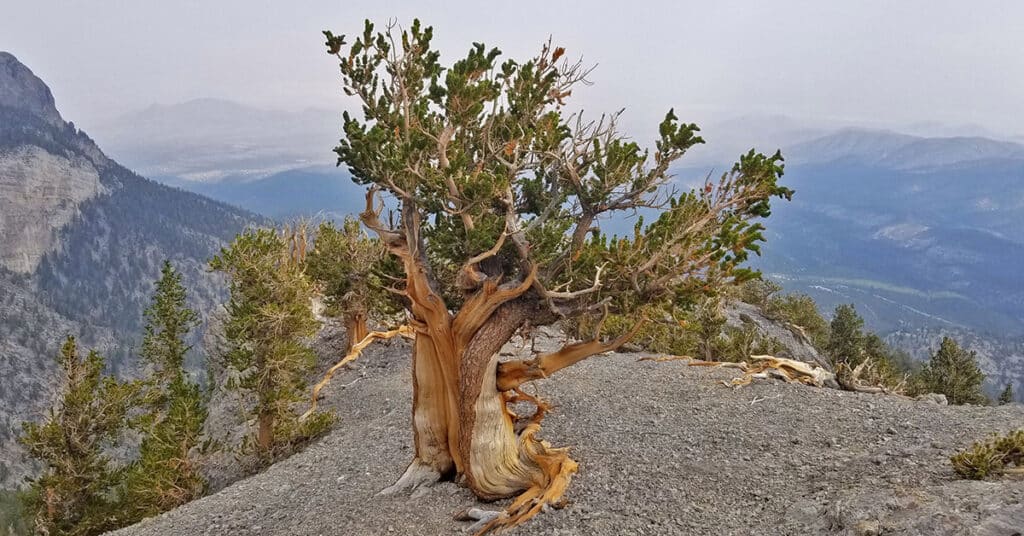 Mummy Mountain Northern Wilderness Overlook & Exotic Ancient Bristlecone Pines | Mt. Charleston Wilderness | Spring Mountains, Nevada