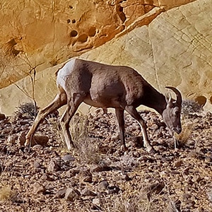 Bighorn Sheep in Nevada Deserts