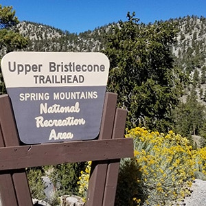 Bristlecone Pine Trail | Mt. Charleston Wilderness | Spring Mountains, Nevada