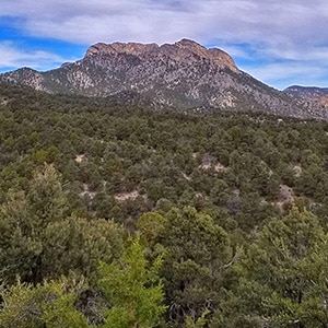 Pinyon Pine Loop Trail | Lee Canyon | Mt. Charleston Wilderness | Spring Mountains, Nevada