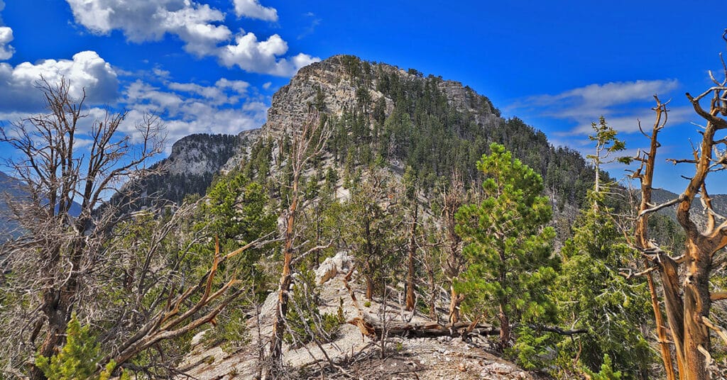 Sisters North | Lee Canyon | Mt. Charleston Wilderness | Spring Mountains, Nevada