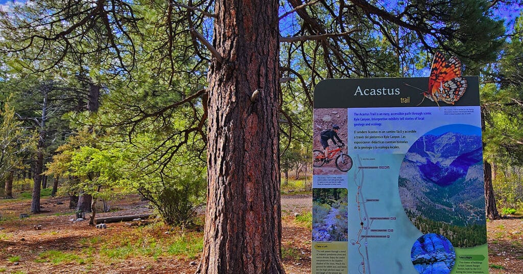 Acastus Trail | Mt Charleston Wilderness | Spring Mountains, Nevada