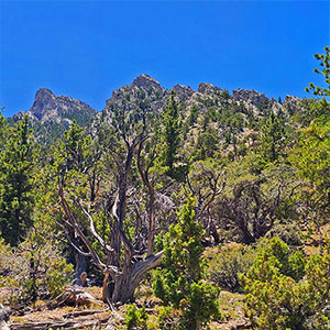 Mud Springs Loop Clockwise | Lee Canyon | Mt. Charleston Wilderness | Spring Mountains, Nevada