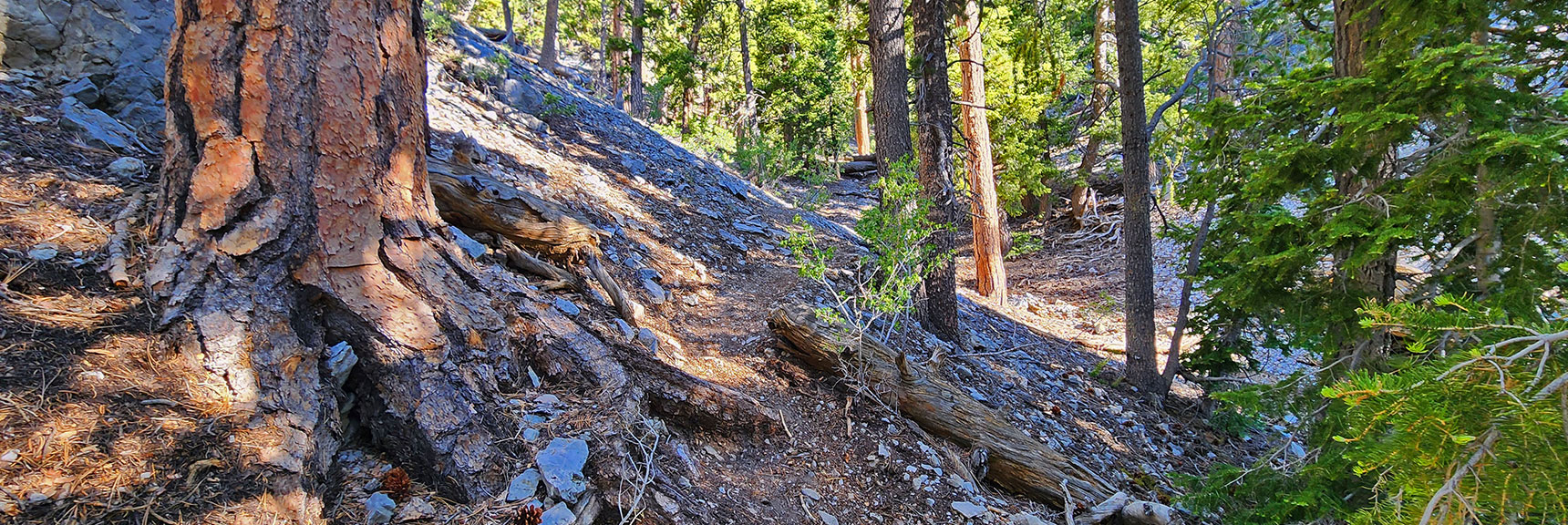 Begin Ascending Long Steep Ridge | Sisters South to the Sisters North | Mt. Charleston Wilderness | Spring Mountains, Nevada