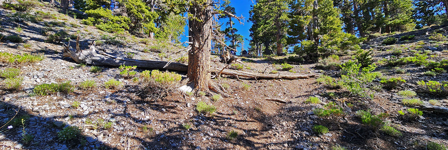 Will Turn Right At Ridgeline Summit Ahead | Sisters South to the Sisters North | Mt. Charleston Wilderness | Spring Mountains, Nevada