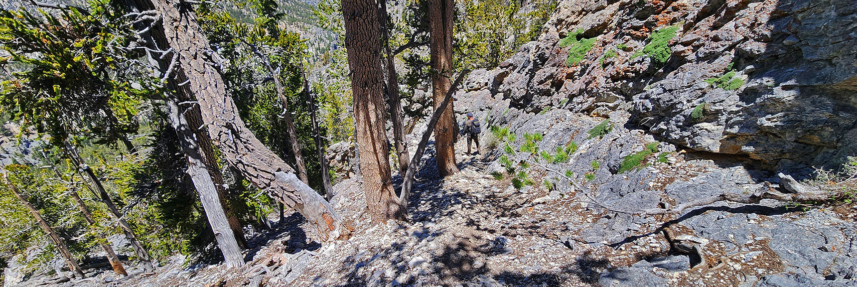 Route Widens on West Side of Saddle, Pathway Guides Ascent to North Sister. | Sisters South to the Sisters North | Mt. Charleston Wilderness | Spring Mountains, Nevada