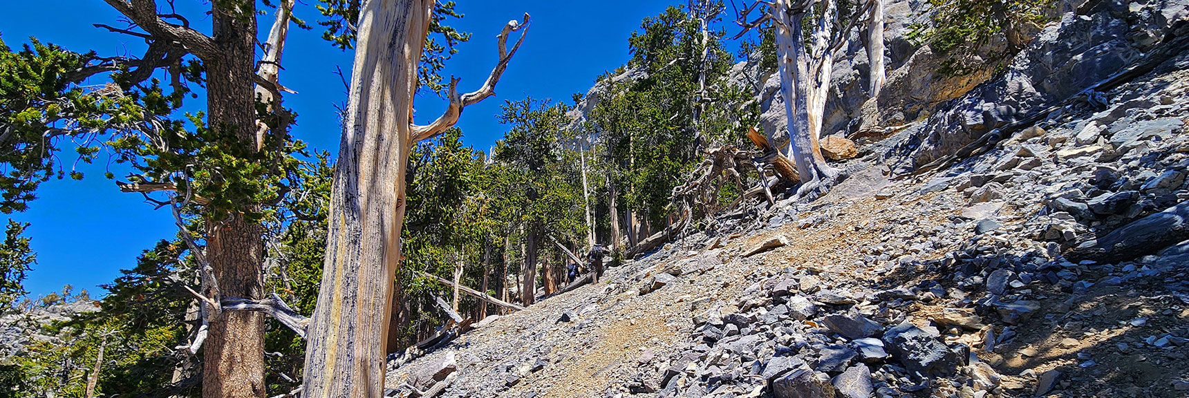 Faint Switchback Path Up West Slope of North Sister | Sisters South to the Sisters North | Mt. Charleston Wilderness | Spring Mountains, Nevada