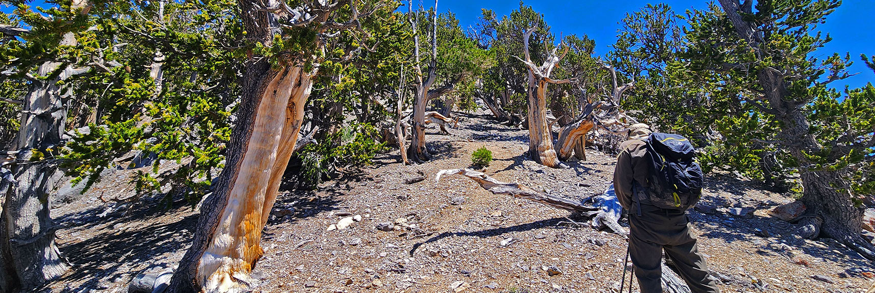 Continuing Up West Slope Along South Base of North Sister Summit | Sisters South to the Sisters North | Mt. Charleston Wilderness | Spring Mountains, Nevada