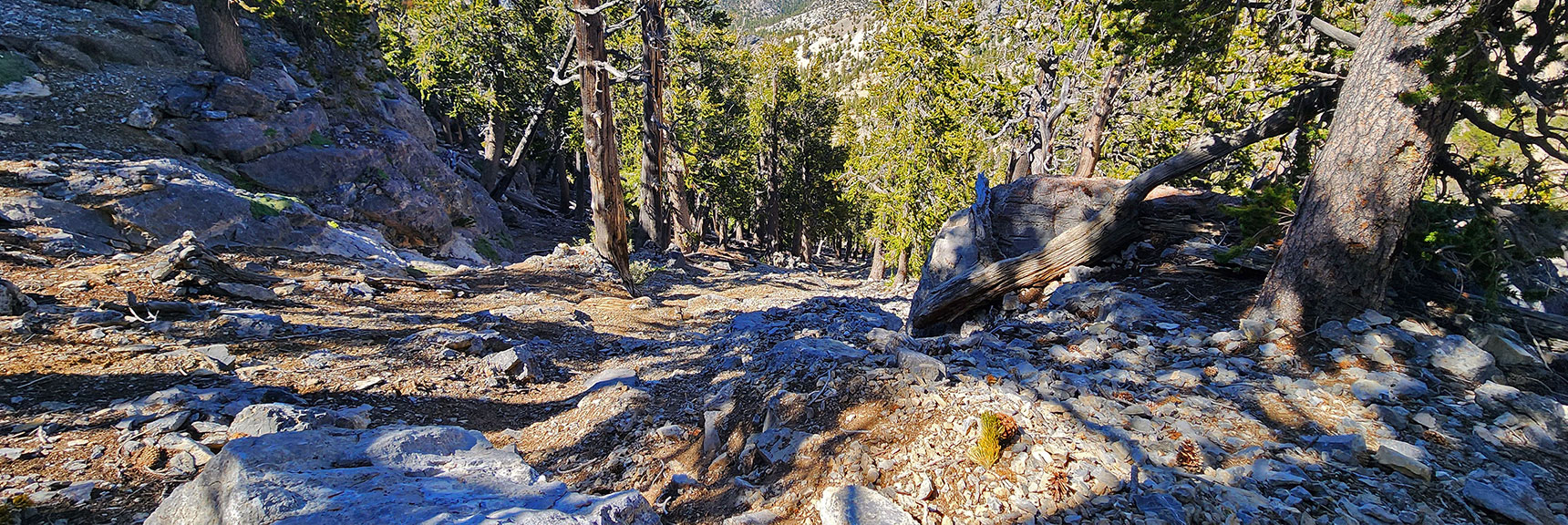 This Steep Plunge is Matched Only by Eastern Descent from Mummy Mt. | Sisters South to the Sisters North | Mt. Charleston Wilderness | Spring Mountains, Nevada