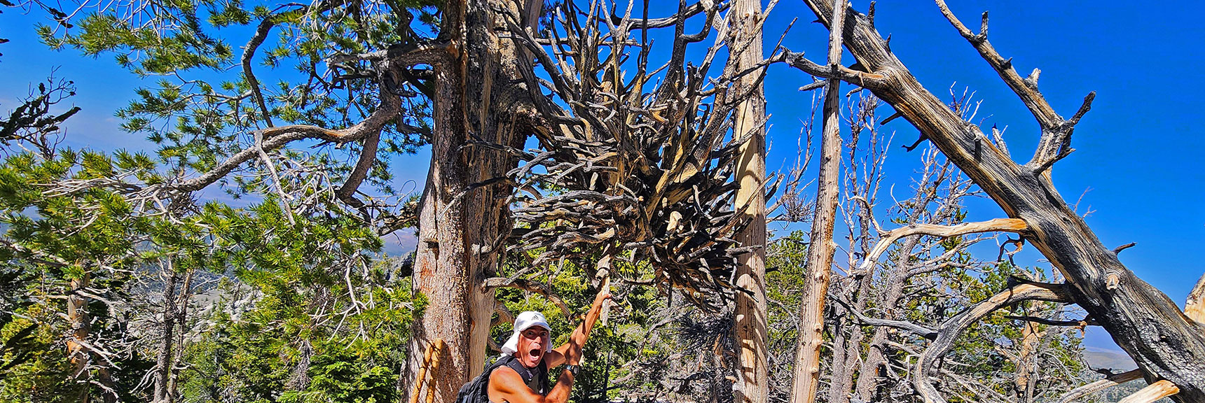 Looks Like a Medieval Battle Mace Strangely Suspended Between Bristlecones | Sisters South to the Sisters North | Mt. Charleston Wilderness | Spring Mountains, Nevada