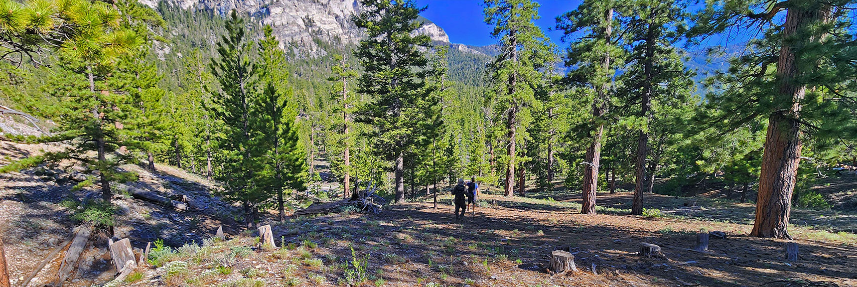 Final Beautiful Ponderosa Stretch Toward Lee Canyon Road Below Starting Point | Sisters South to the Sisters North | Mt. Charleston Wilderness | Spring Mountains, Nevada