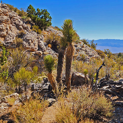 Rocky Gorge Loop Trail | Sawmill Trailhead Area | Lee Canyon, Nevada