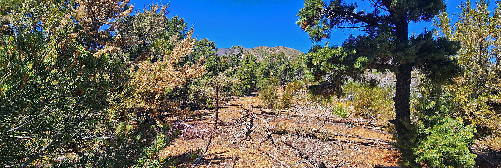 Weaving Through Fire-Spared Forest on Wilson Ridgeline | Wilson Ridge / Sexton Ridge Circuit | Lovell Canyon, Nevada