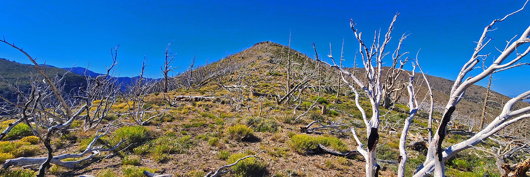 Wiry, Bleached Burnt Mountain Mahogany Branches Complicate Progress | Wilson Ridge / Sexton Ridge Circuit | Lovell Canyon, Nevada