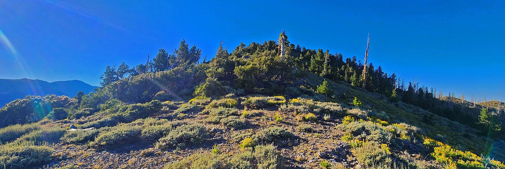 Harris Mt. Final Summit Approach! Alpine Flower Carpet. | Wilson Ridge / Sexton Ridge Circuit | Lovell Canyon, Nevada