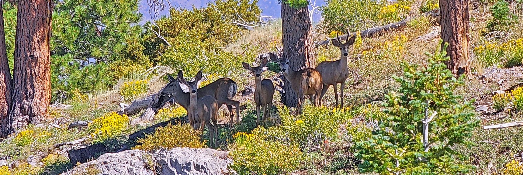 If You Thought Nobody Cared, This is Proof Otherwise! | Wilson Ridge / Sexton Ridge Circuit | Lovell Canyon, Nevada