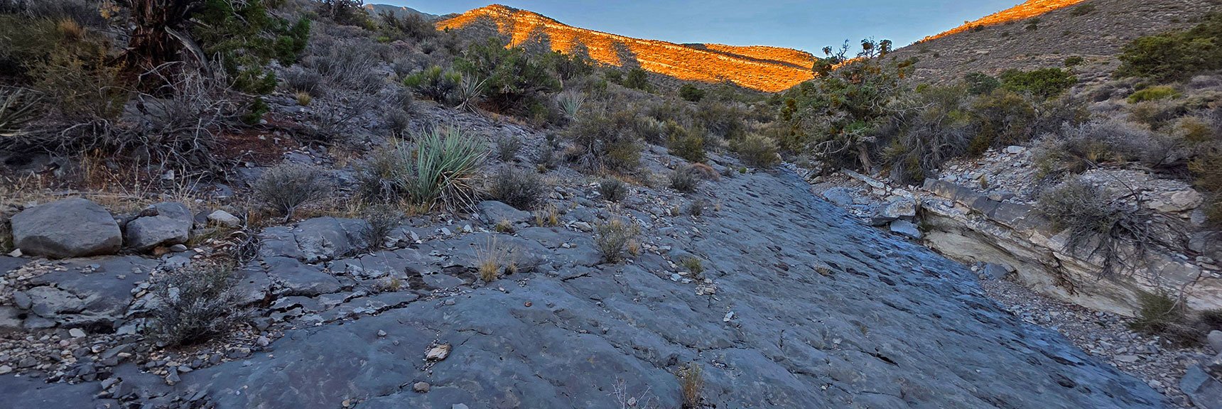Limestone Slab - Ancient Sea Bottom - in La Madre North Baseline Wash | La Madre Mt North Ridge | La Madre Mountains Wilderness, Nevada