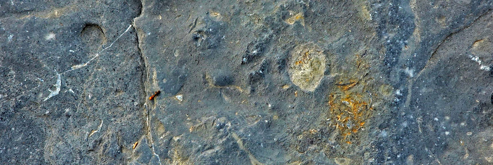 Shelled Sea Creatures That Died and Sank to the Mud Are Embedded Throughout | La Madre Mt North Ridge | La Madre Mountains Wilderness, Nevada