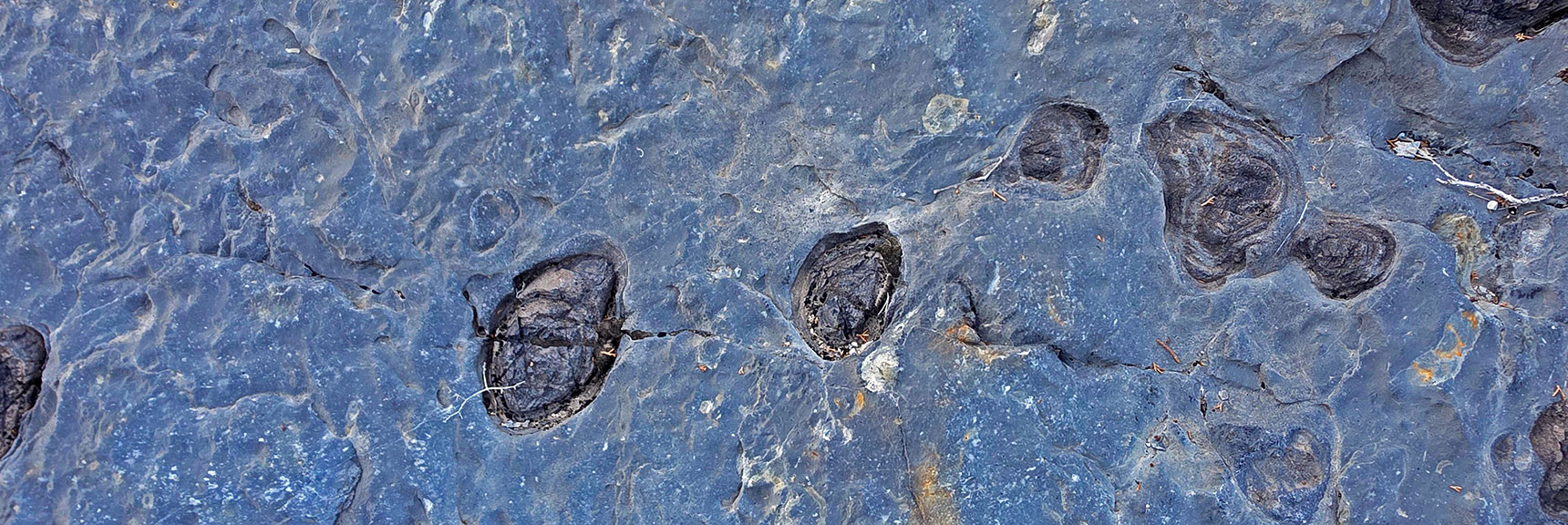 The Closer You Look, The More Fossils Appear! | La Madre Mt North Ridge | La Madre Mountains Wilderness, Nevada