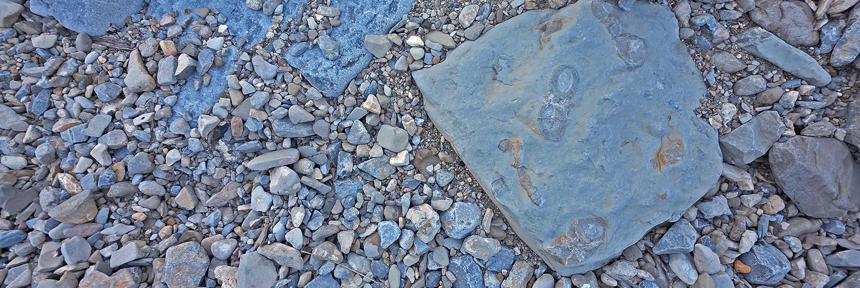 More Fossils Embedded in the Limestone Rocks Along the Ridge. | La Madre Mt North Ridge | La Madre Mountains Wilderness, Nevada