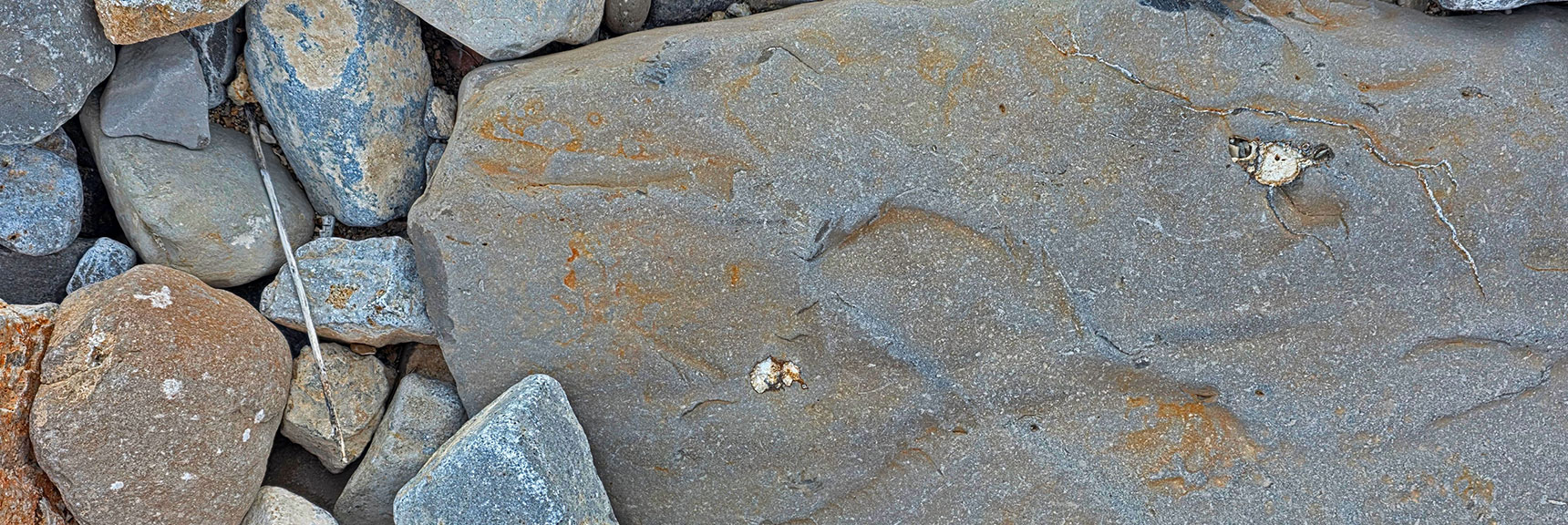 Some Fossils Are Actually in Original Shell Form As If They Were Alive Yesterday | La Madre Mt North Ridge | La Madre Mountains Wilderness, Nevada