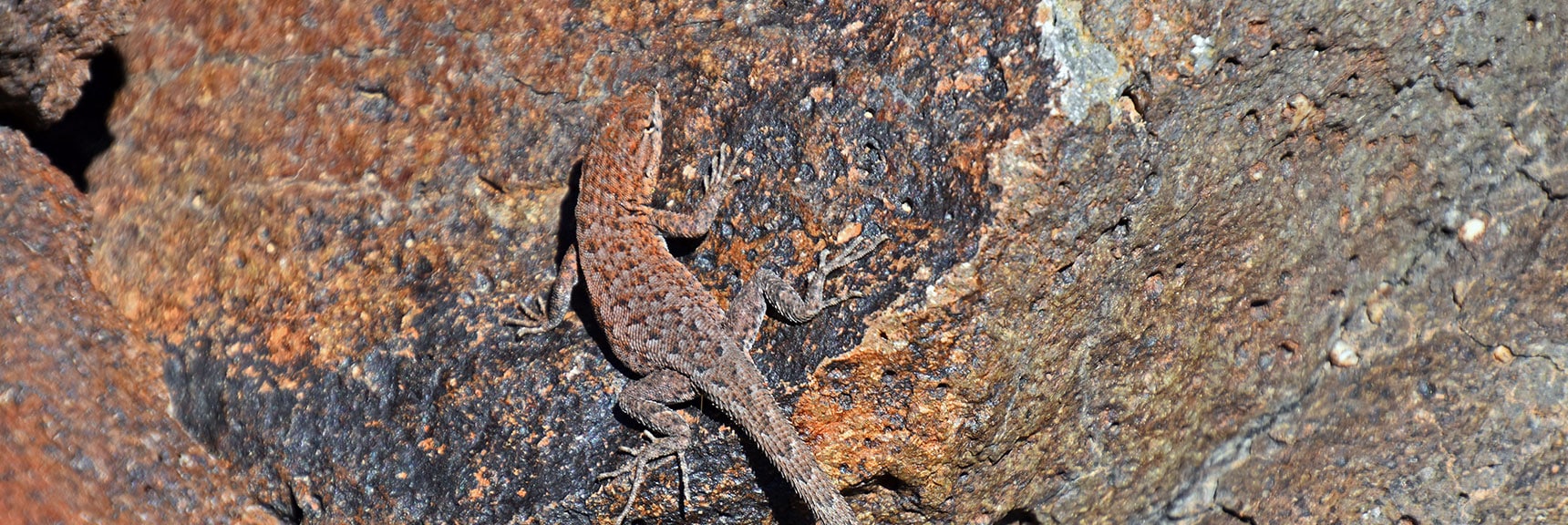 Remember to Make Friends Along the Way (Western Side-Blotched Lizard) | Black Mountain and River Mountain Loop | River Mountains | Lake Mead National Recreation Area, Nevada