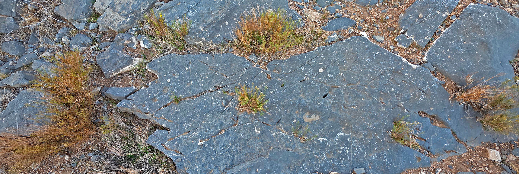 450-Million-Year-Old Fossils Embedded in Limestone Blocks Everywhere | La Madre East Ridge Approaches | La Madre Mountains Wilderness, Nevada