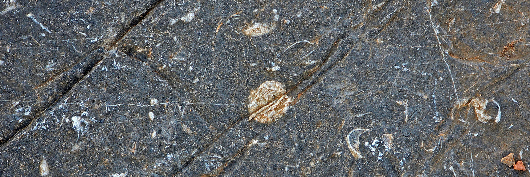 Sea Creatures Died, Floated to Mud, Calcium Hardened Mud to Stone | La Madre East Ridge Approaches | La Madre Mountains Wilderness, Nevada