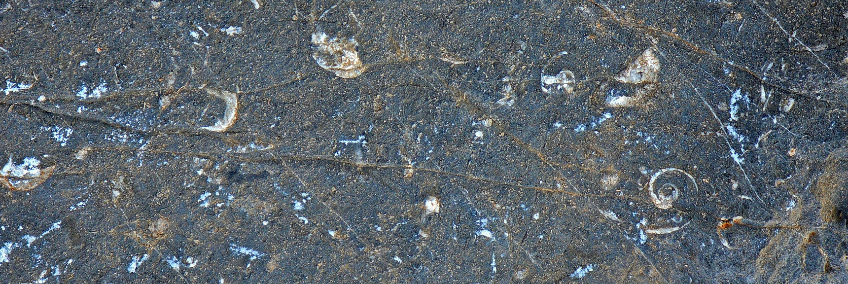 Note the Ancient Nautilus Fossil (Spiral Shell) Lower Right | La Madre East Ridge Approaches | La Madre Mountains Wilderness, Nevada