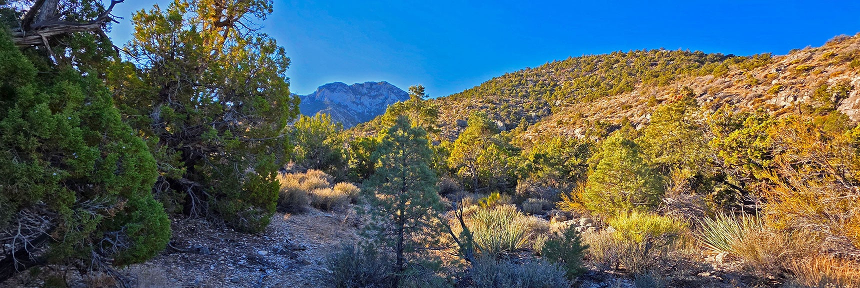 Weave Upward Through Wash, Round Left Base of Ridges. | La Madre East Ridge Approaches | La Madre Mountains Wilderness, Nevada
