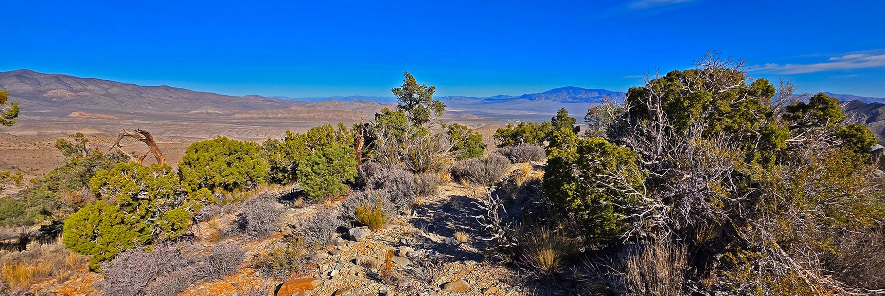North Ridgeline is a Beautiful, Open Pine and Juniper Forest. Gradual Ascent. | North Ridge Loop | La Madre Mountains Wilderness, Nevada