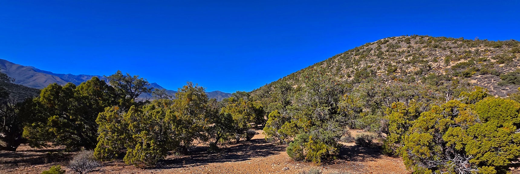 Aim for Left Side of Hill At Ridgeline Base. Road and Campground There. | North Ridge Loop | La Madre Mountains Wilderness, Nevada