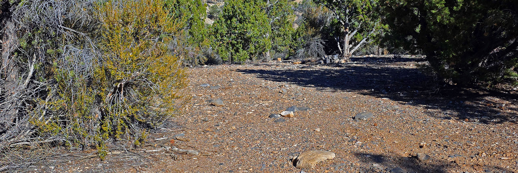 One of Many Campsites Along Road. Generous space + fire ring. | North Ridge Loop | La Madre Mountains Wilderness, Nevada