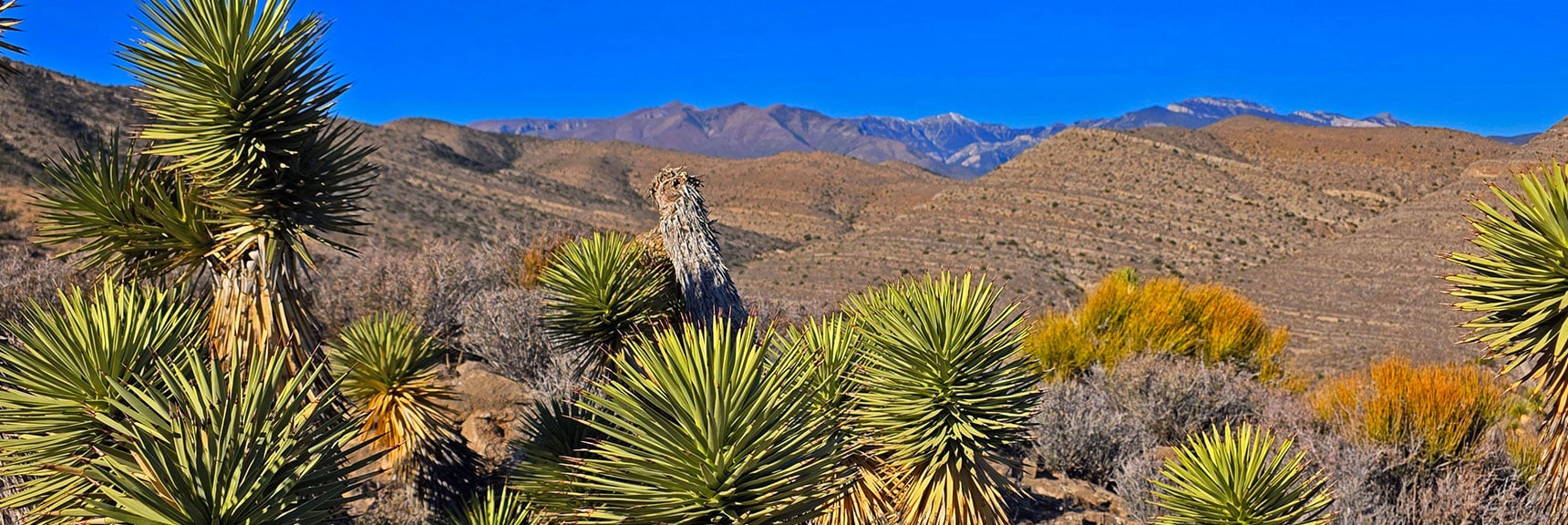 Spectacular Views of the Mt. Charleston Wilderness Soon Appear. | La Madre Ridgeline East Saddle | La Madre Mountains Wilderness, Nevada