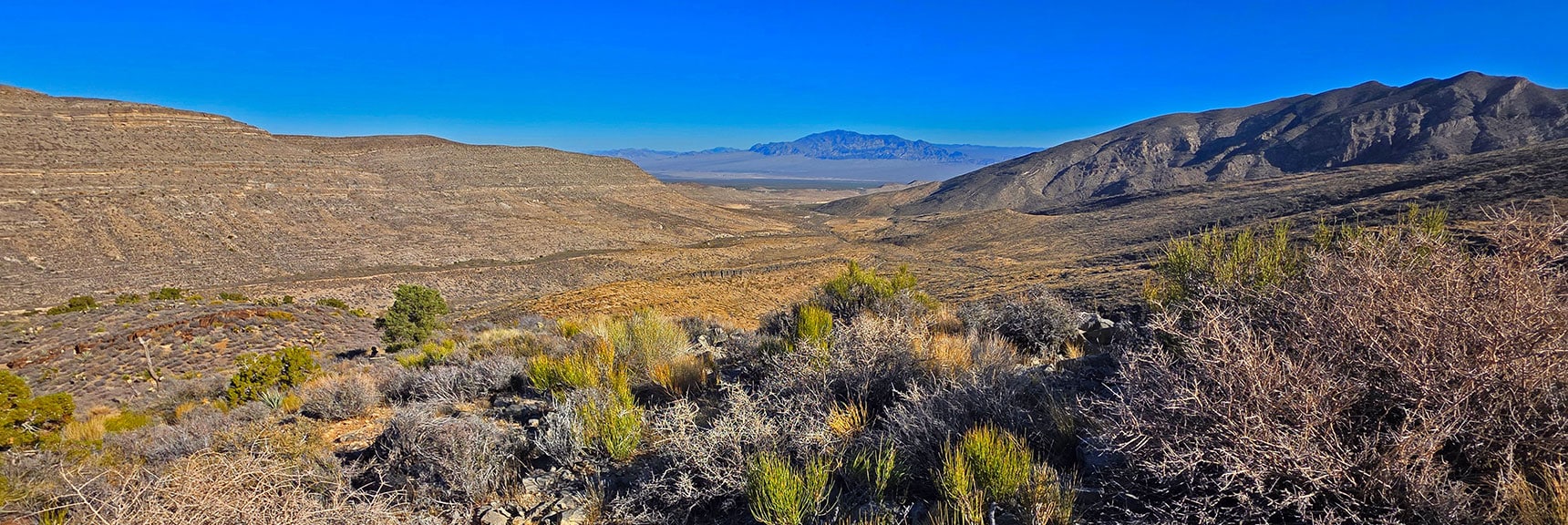 Higher View Down Through Approach Valley. Lots of Mormon Tea Plants. | La Madre Ridgeline East Saddle | La Madre Mountains Wilderness, Nevada