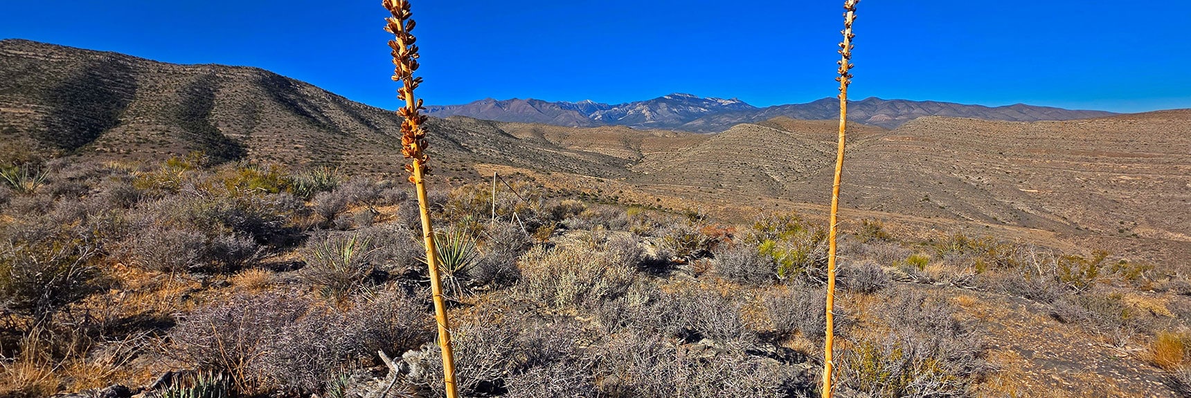 Mt. Charleston Wilderness Between Yucca Stalks. | La Madre Ridgeline East Saddle | La Madre Mountains Wilderness, Nevada