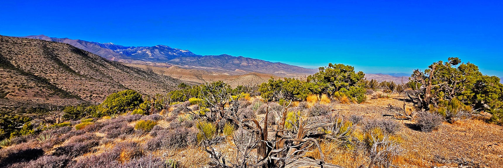 Mt. Charleston Wilderness as Backdrop to a Beautiful Forested Plateau. | La Madre Ridgeline East Saddle | La Madre Mountains Wilderness, Nevada