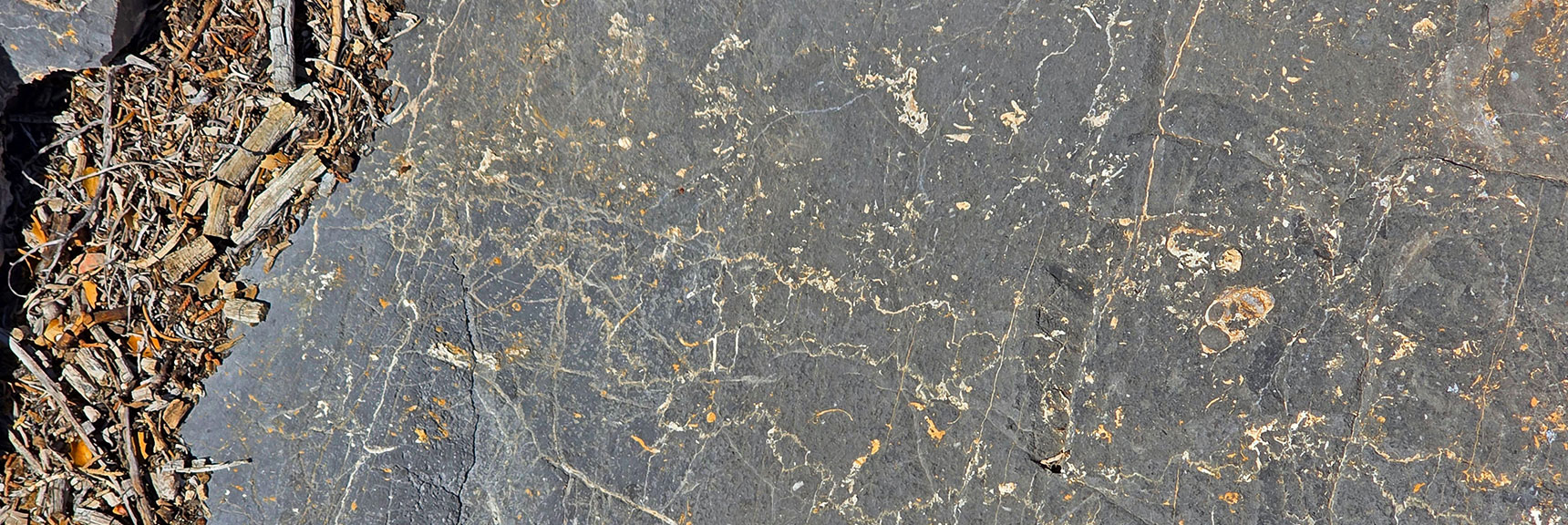 The Limestone Blocks Here at 6,500ft Are Embedded with Sea Fossils! | La Madre Ridgeline East Saddle | La Madre Mountains Wilderness, Nevada