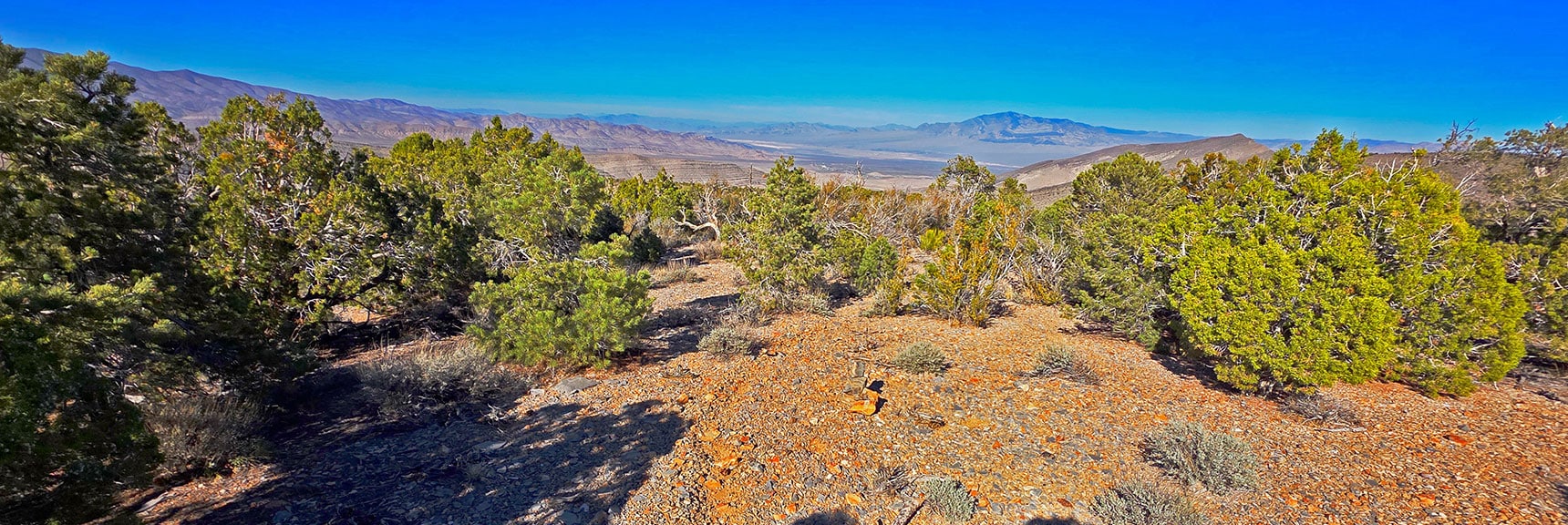 Heading Back Down the Approach Ridge Through the Beautiful Forested Plateau. | La Madre Ridgeline East Saddle | La Madre Mountains Wilderness, Nevada