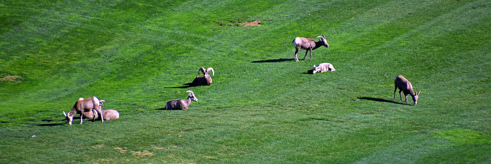 Bighorn Sheep Enjoying a Free Meal on the Golf Course Lawn. | Leaning Arch Loop | River Mountains | Lake Mead NRA, Nevada